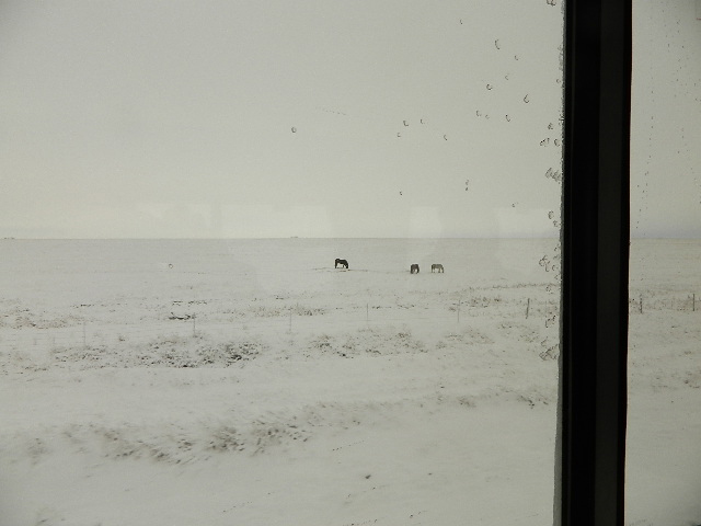 Montana horse in the snow