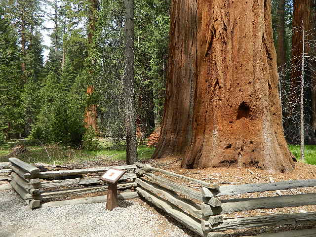 Sequoia