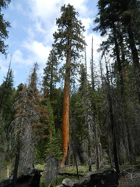 Sequoia