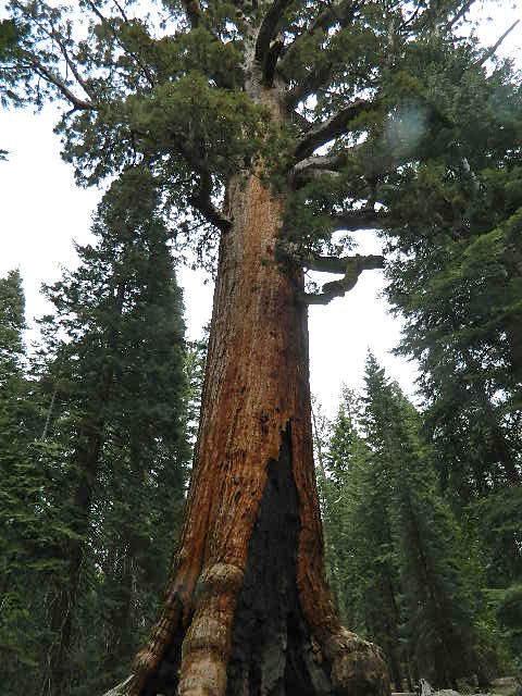 Sequoia