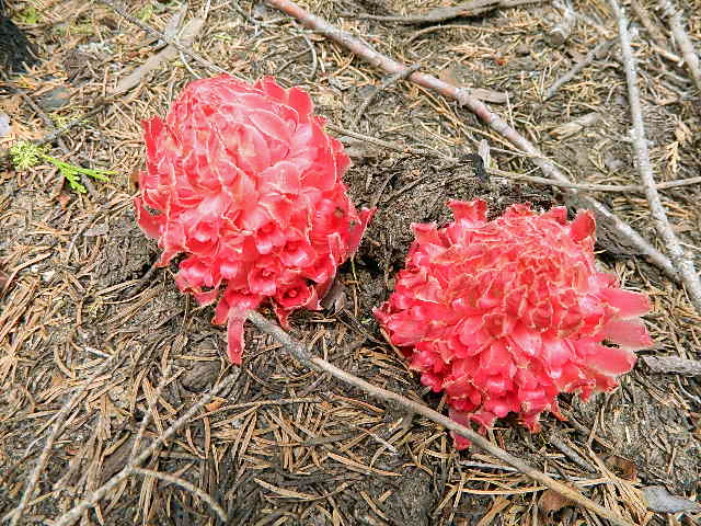 Sequoia flowers