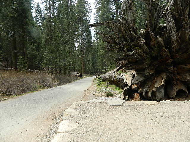 Sequoia